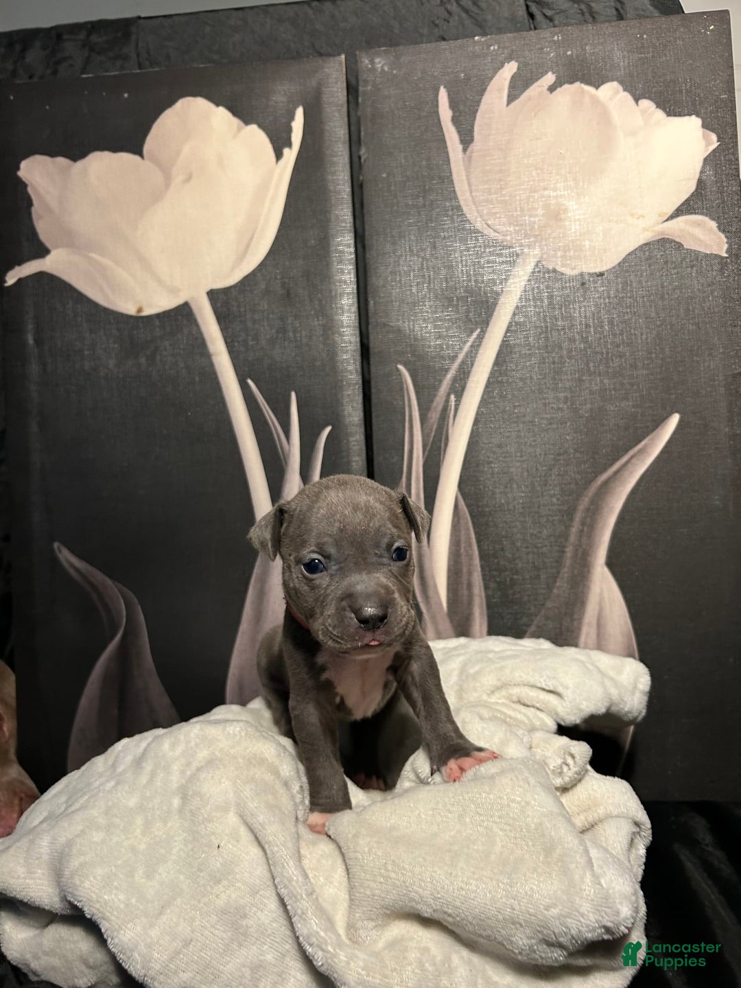 American Bully dogs for sale: Lady Bug - Image 8