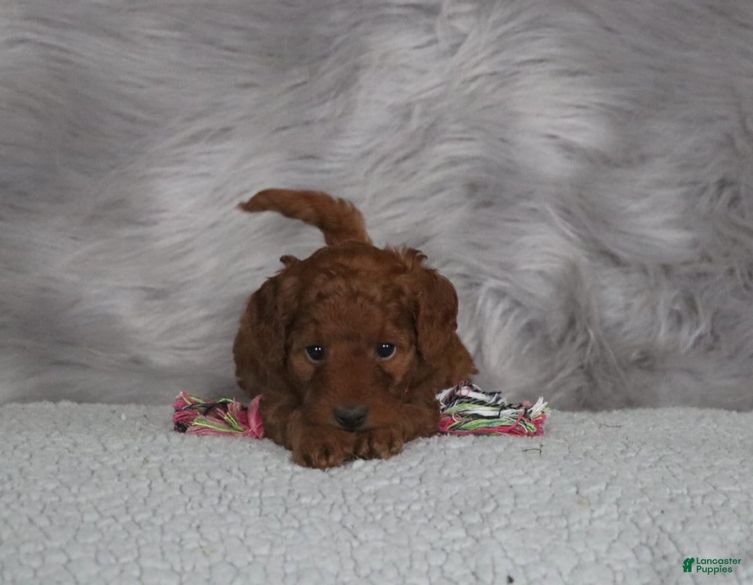 Mini Goldendoodle dogs for sale: Cinnamon 🌷 Micromini - Image 5