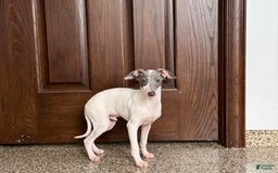 Italian Greyhound dogs for sale: Jace - Image 11
