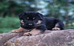German Shepherd dogs for sale: Kimber - Image 11