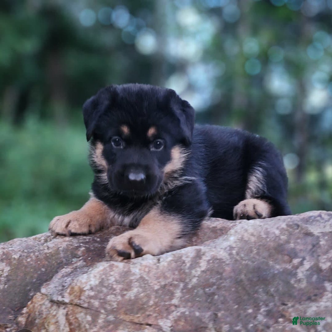 German Shepherd dogs for sale: Kimber - Image 11
