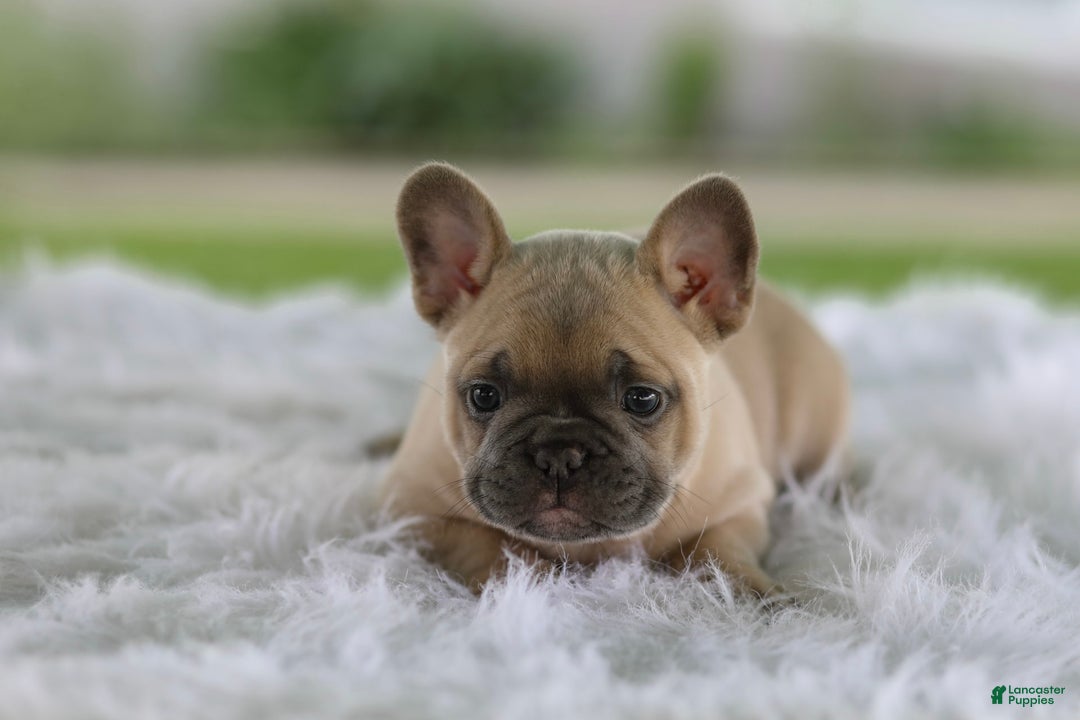 French Bulldog dogs for sale: Tank - Image 3