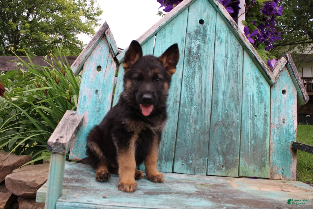 German Shepherd dogs for sale: Bruno - Image 10