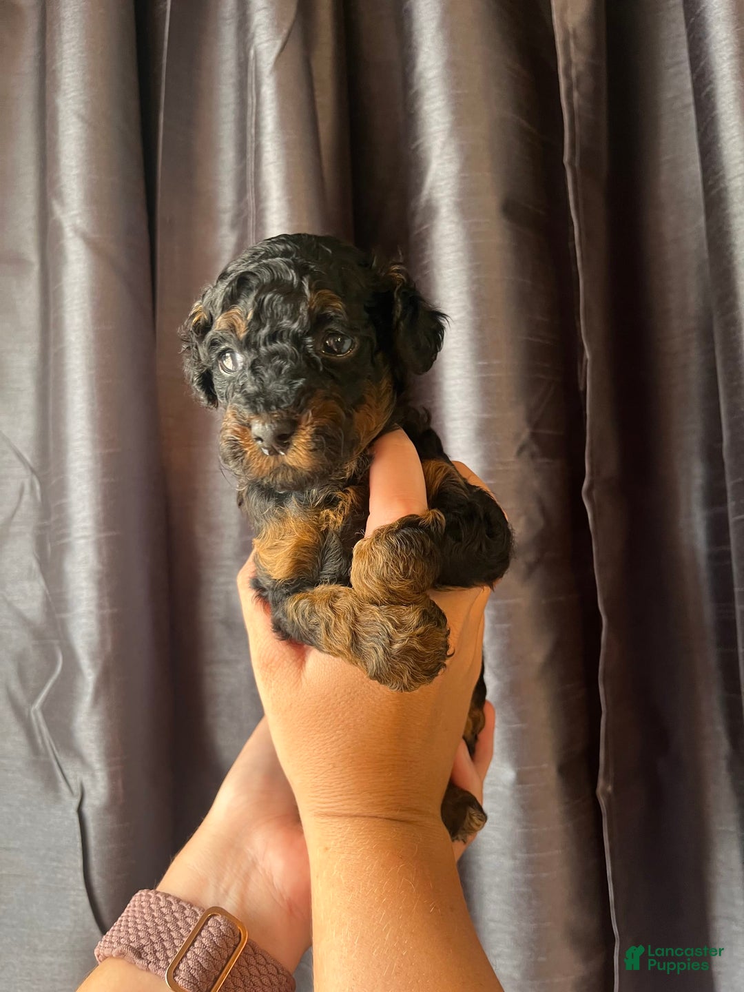 Miniature Poodle dogs for sale: Sadie - Image 3