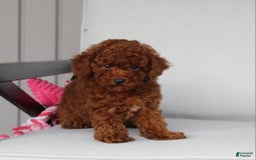 Toy Poodle dogs for sale: Elena - Image 9