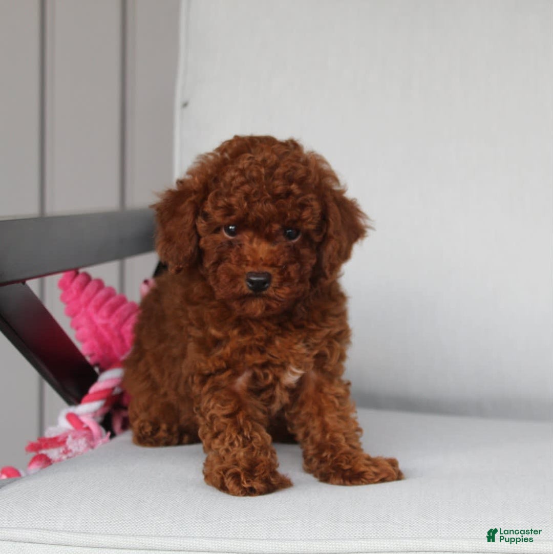 Toy Poodle dogs for sale: Elena - Image 9