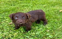 Aussiedoodle dogs for sale: Hailey - Image 2