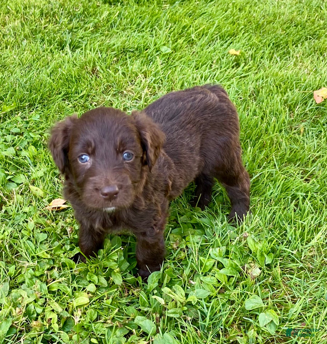 Aussiedoodle dogs for sale: Hailey - Image 2
