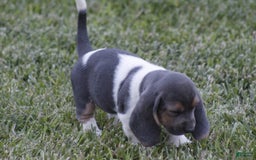 Basset Hound dogs for sale: Flo - Image 11