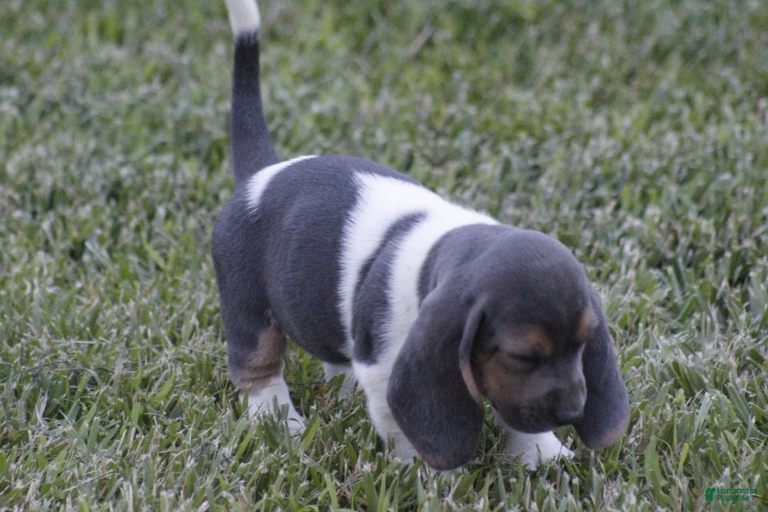 Basset Hound dogs for sale: Flo - Image 11