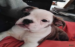 Boston Terrier dogs for sale: Blue Pedro - Image 9