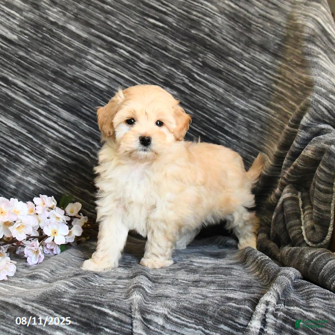 Maltipoo dogs for sale: Tinker - Image 3