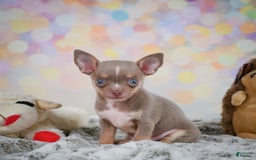 Chihuahua dogs for sale: Tobis - Image 3