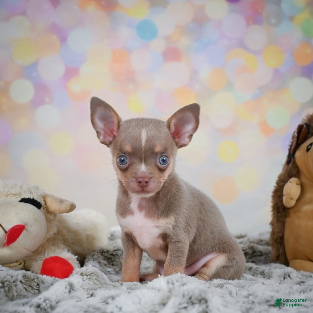 Chihuahua dogs for sale: Tobis - Image 3
