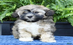 Havapoo dogs for sale: Colby - Image 7
