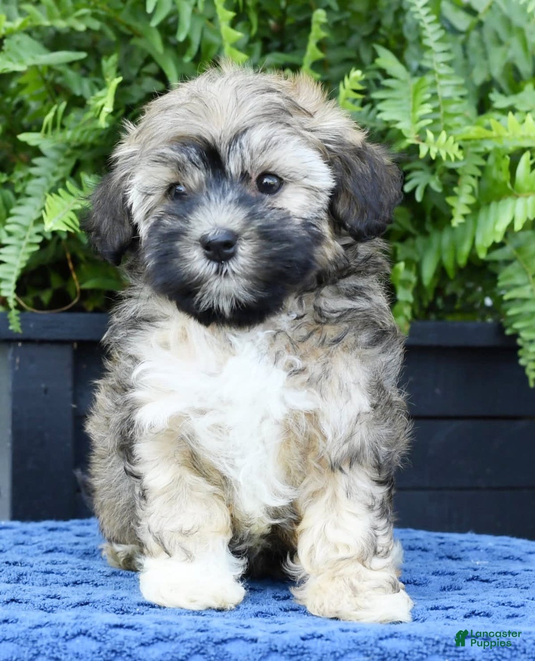 Havapoo dogs for sale: Colby - Image 7