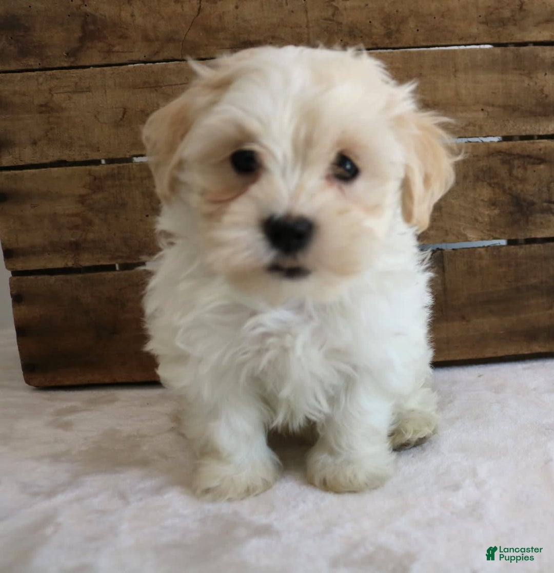 Teddy Bear dogs for sale: Karter - Image 6