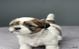 Shih Tzu dogs for sale: Bella - Image 7
