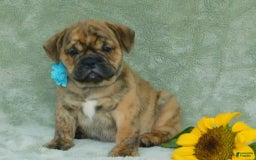 English Bulldog dogs for sale: Teddy - Image 4