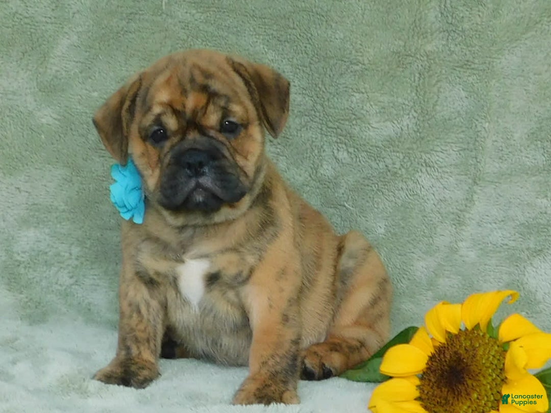 English Bulldog dogs for sale: Teddy - Image 4