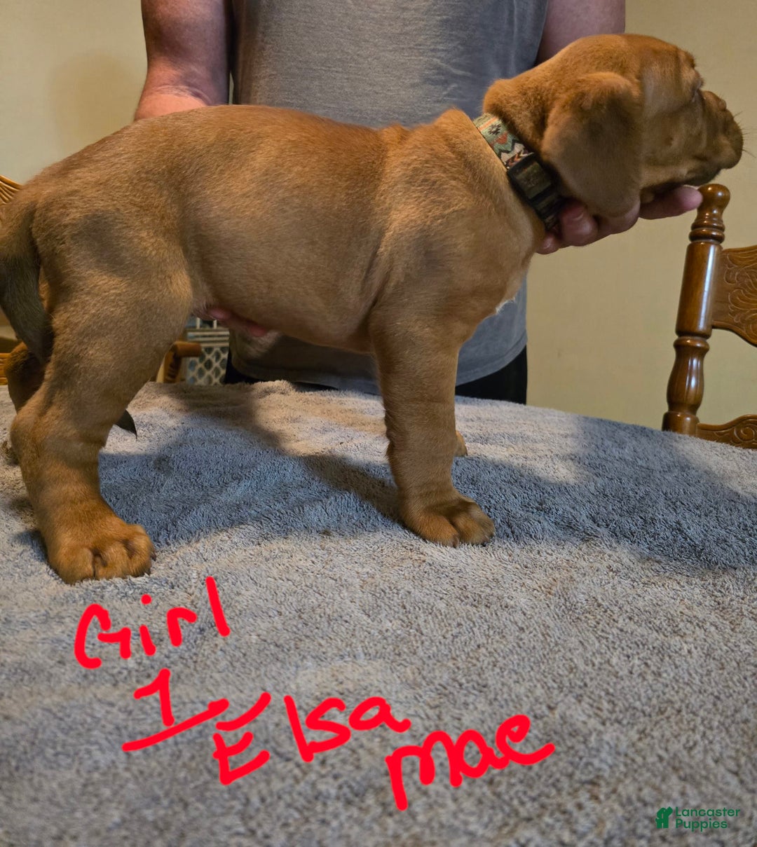 Dogue De Bordeaux dogs for sale: Elsa Mae - Image 2