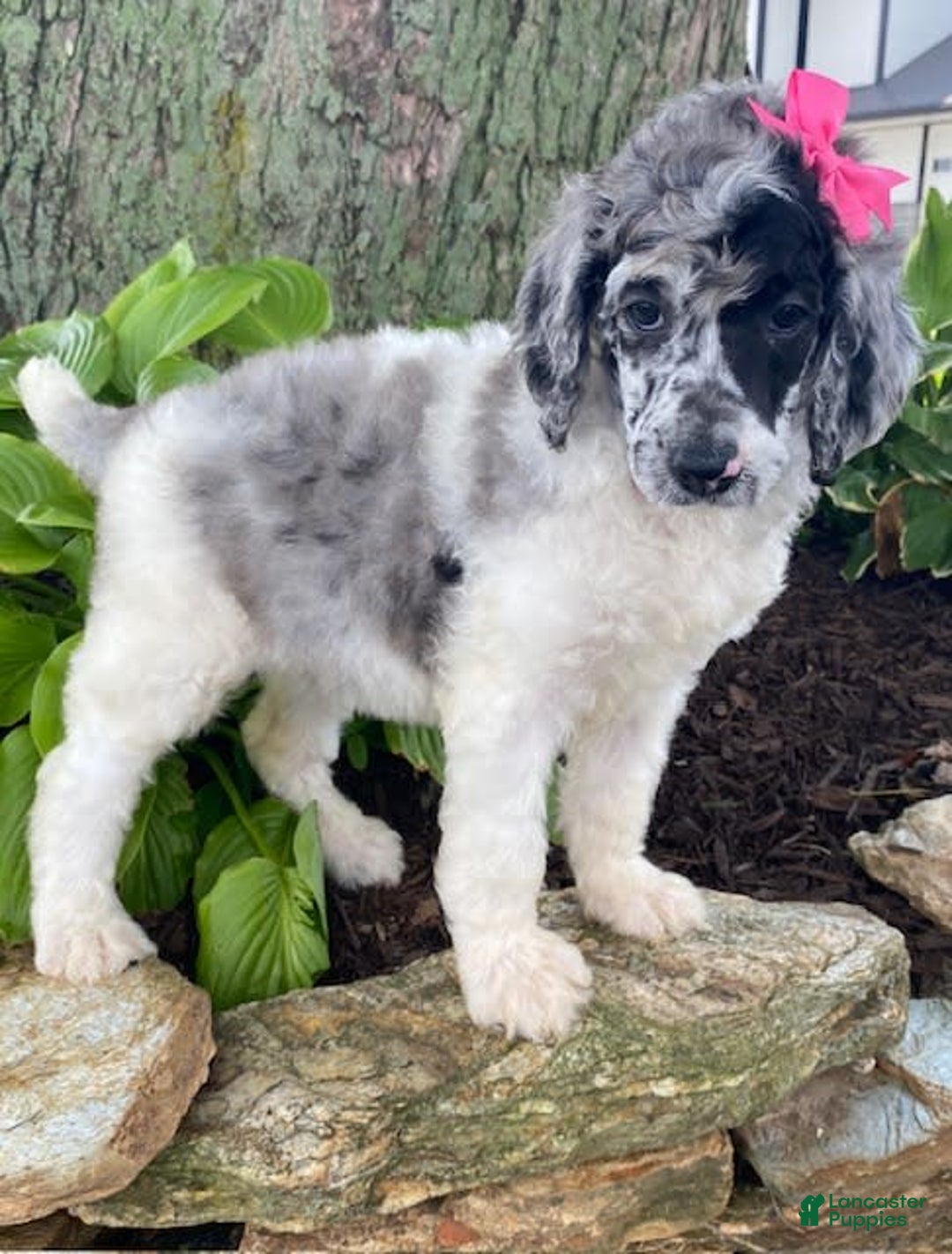 Standard Poodle dogs for sale: Robin - Image 2