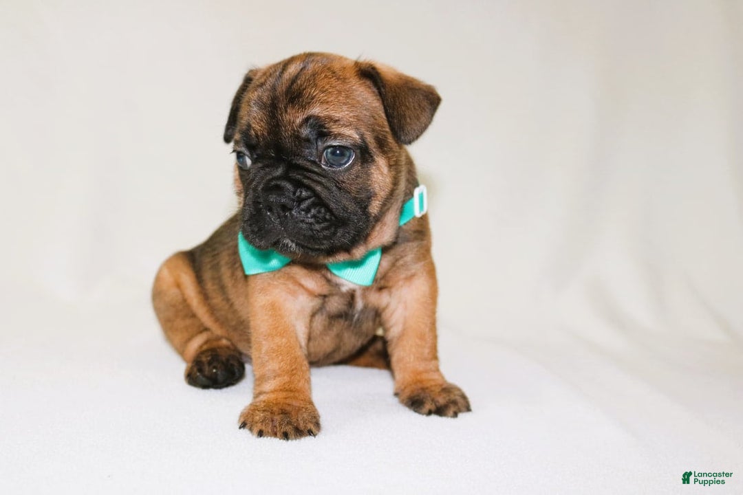 French Bulldog dogs for sale: Apollo Akc 🐾 - Image 17