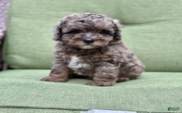 Miniature Poodle dogs for sale: Raya - Image 3