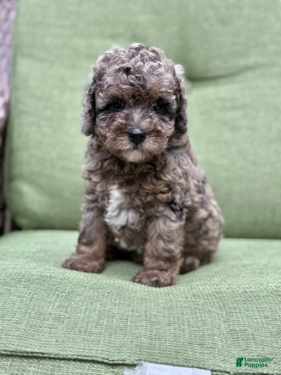 Miniature Poodle dogs for sale: Raya - Image 3