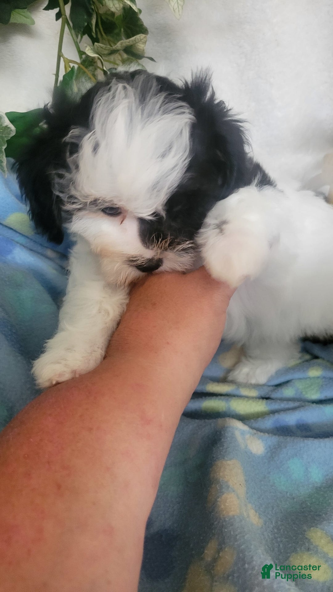 Shihpoo dogs for sale: Royal - Image 1