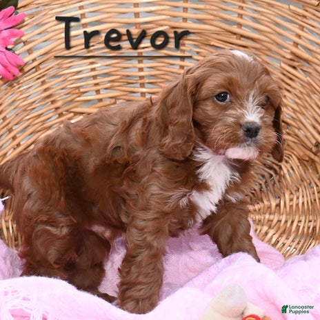 Cavapoo dogs for sale - Ad 2