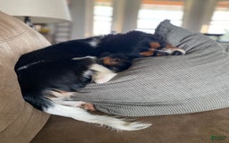 Cavalier King Charles Spaniel dogs for sale: Cavalier King Charles Spaniel 1 puppies - Image 2