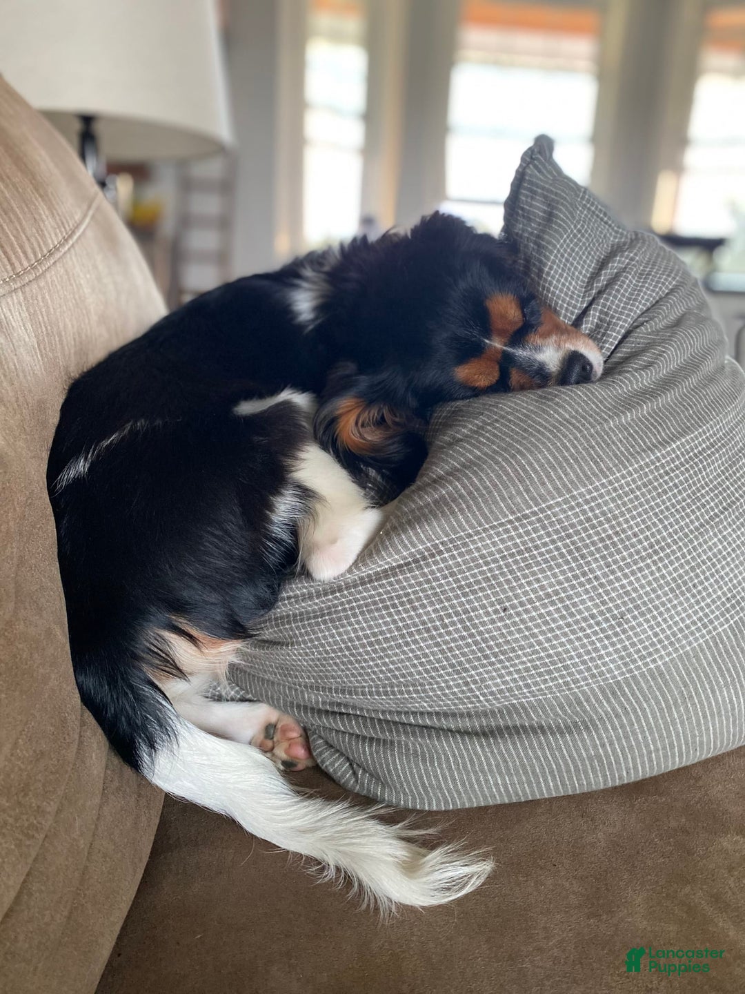 Cavalier King Charles Spaniel dogs for sale: Cavalier King Charles Spaniel 1 puppies - Image 2