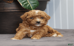 Toy Poodle dogs for sale: Eve - Image 2