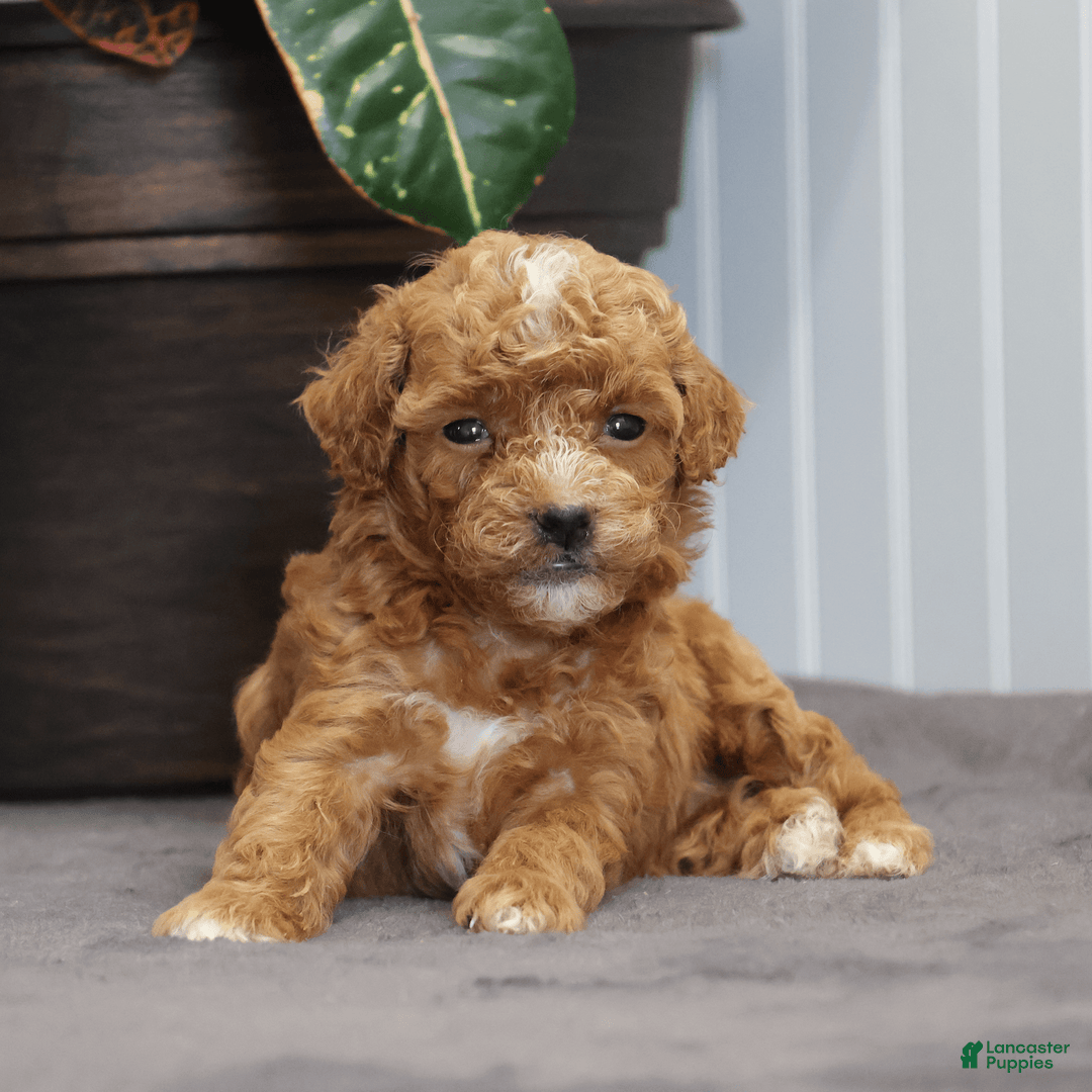 Toy Poodle dogs for sale: Eve - Image 2