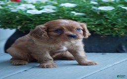 Cavalier King Charles Spaniel dogs for sale: Daisy - Image 5