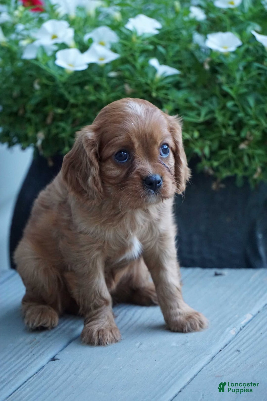 Cavalier King Charles Spaniel dogs for sale: Daisy - Image 5