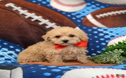 Miniature Poodle dogs for sale: Fabian - Image 3