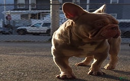 French Bulldog dogs for sale: Tae - Image 14