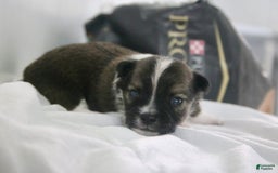 Chihuahua dogs for sale: Liam - Image 3