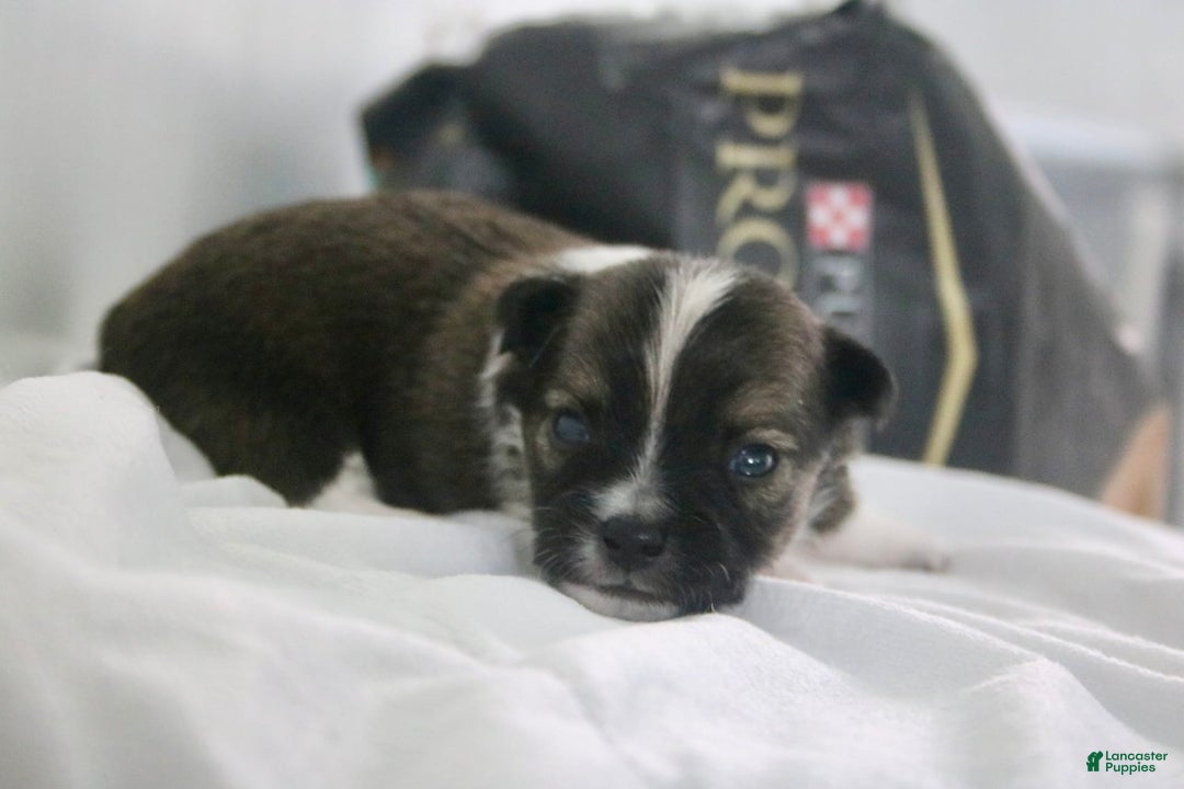 Chihuahua dogs for sale: Liam - Image 3