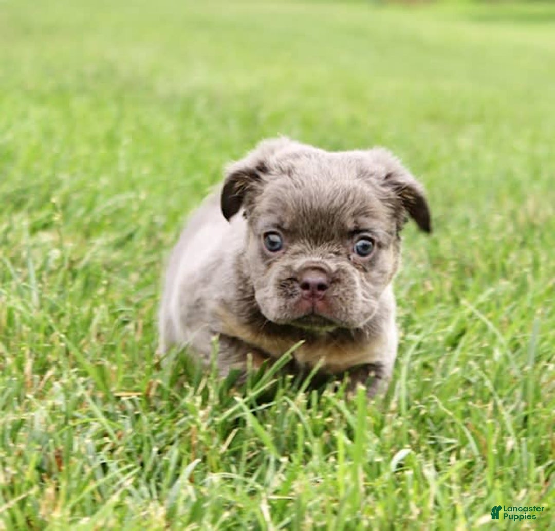 French Bulldog dogs for sale: Marline - Image 3