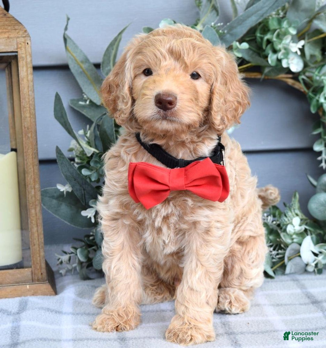 Goldendoodle dogs for sale: Anderson - Image 2