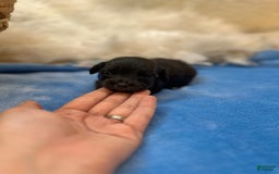 Morkie dogs for sale: Sterling - Image 1