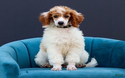 Standard Poodle dogs for sale: Reagan - Image 3