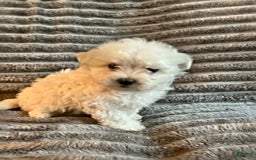 Maltipoo dogs for sale: Dannie - Image 2