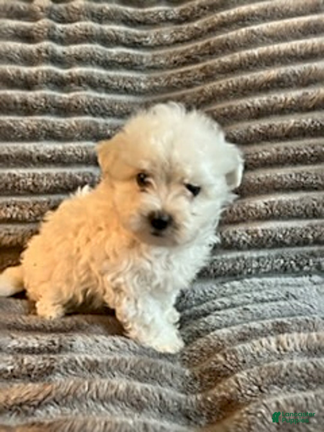 Maltipoo dogs for sale: Dannie - Image 2