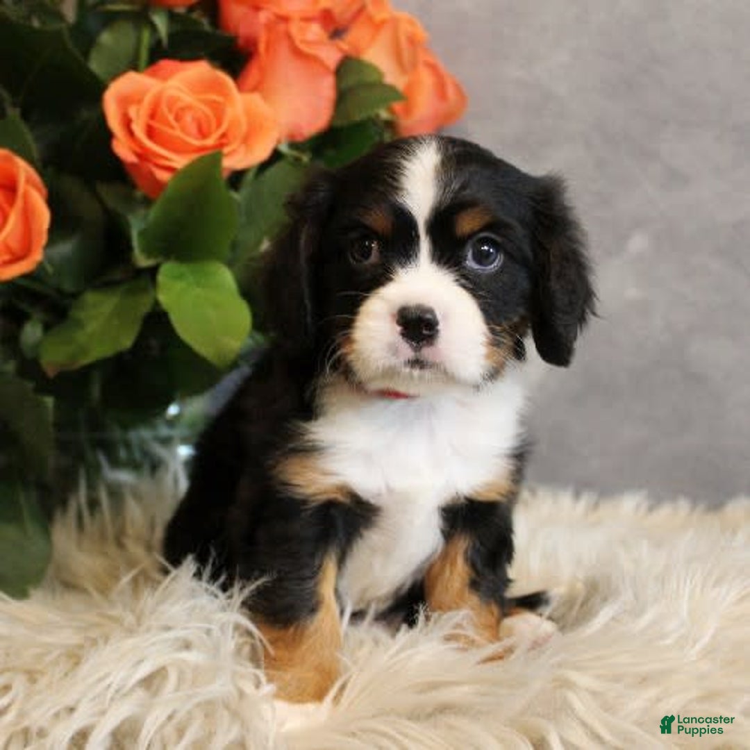 Miniature Bernese Mountain Dog dogs for sale: Twix - Image 3