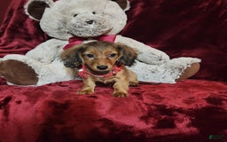 Miniature Dachshund dogs for sale: JOSIE - Image 10