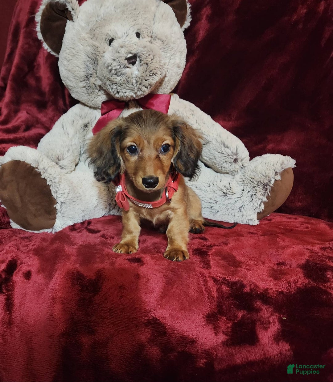 Miniature Dachshund dogs for sale: JOSIE - Image 10